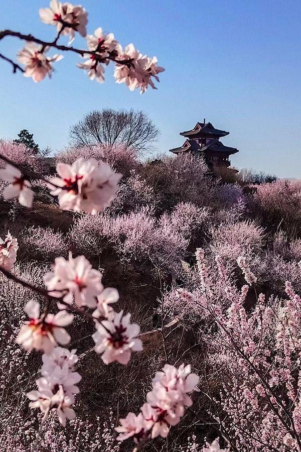 九游体育app(中国)官方网站团团簇簇的山桃花沿着山坡晕染开来-九游(中国体育)娱乐 官方网站